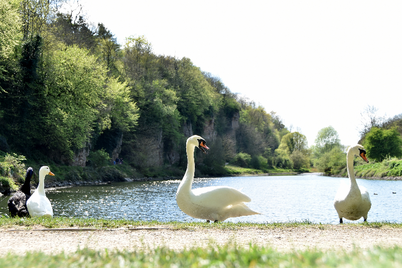 creswell crags swans