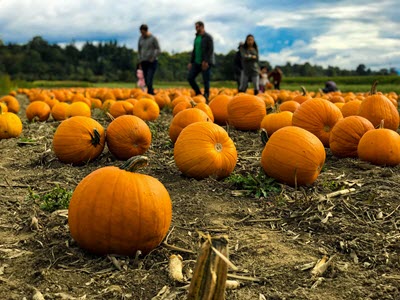 pumpkin field