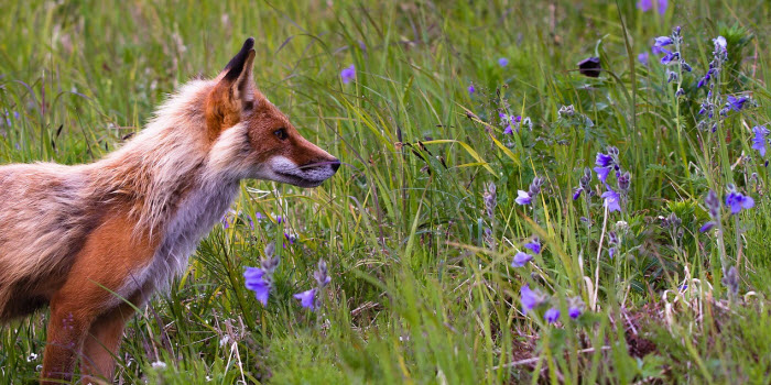 ANIMALS, NATURE, WILDLIFE, OUTDOORS